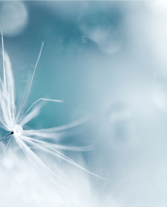 Close-up of a single dandelion seed with delicate white filaments against a soft, blurred blue and white background.