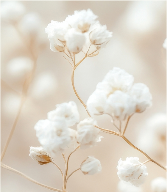 Close-up of delicate white baby's breath flowers with soft, blurred background in neutral tones.