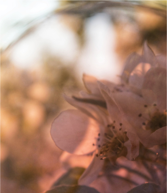 Close-up of soft pink flowers with blurred, warm-toned background, creating a dreamy and gentle atmosphere.